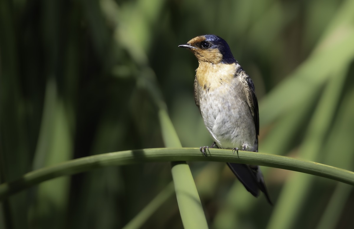 Welcome Swallow - ML616397451