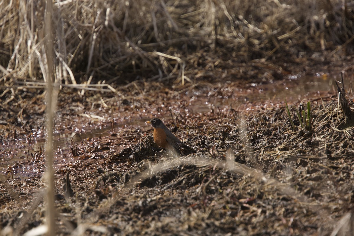 American Robin - ML616397486