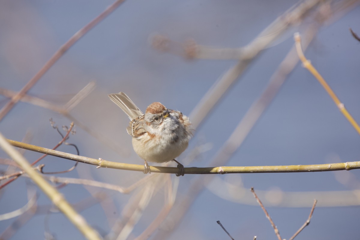 Hudson Körfezi Serçesi - ML616397502