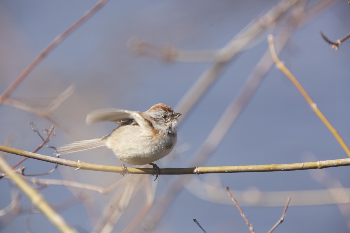 American Tree Sparrow - ML616397503
