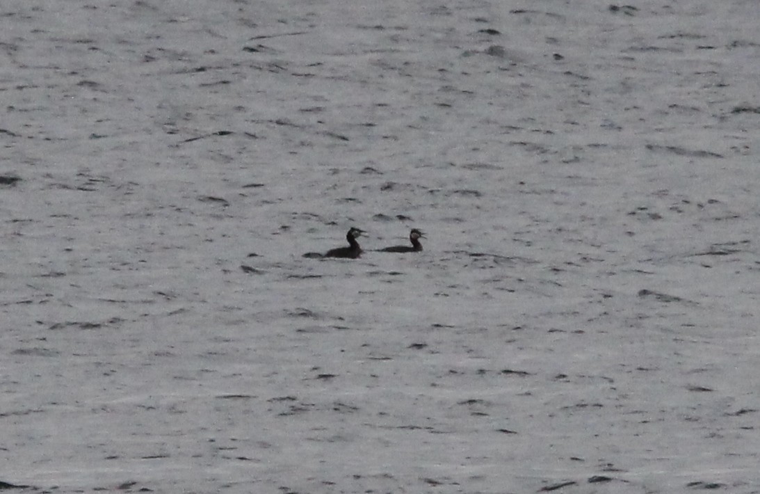 Red-necked Grebe - ML616397523