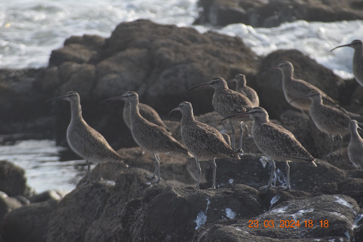 Whimbrel - ML616397639