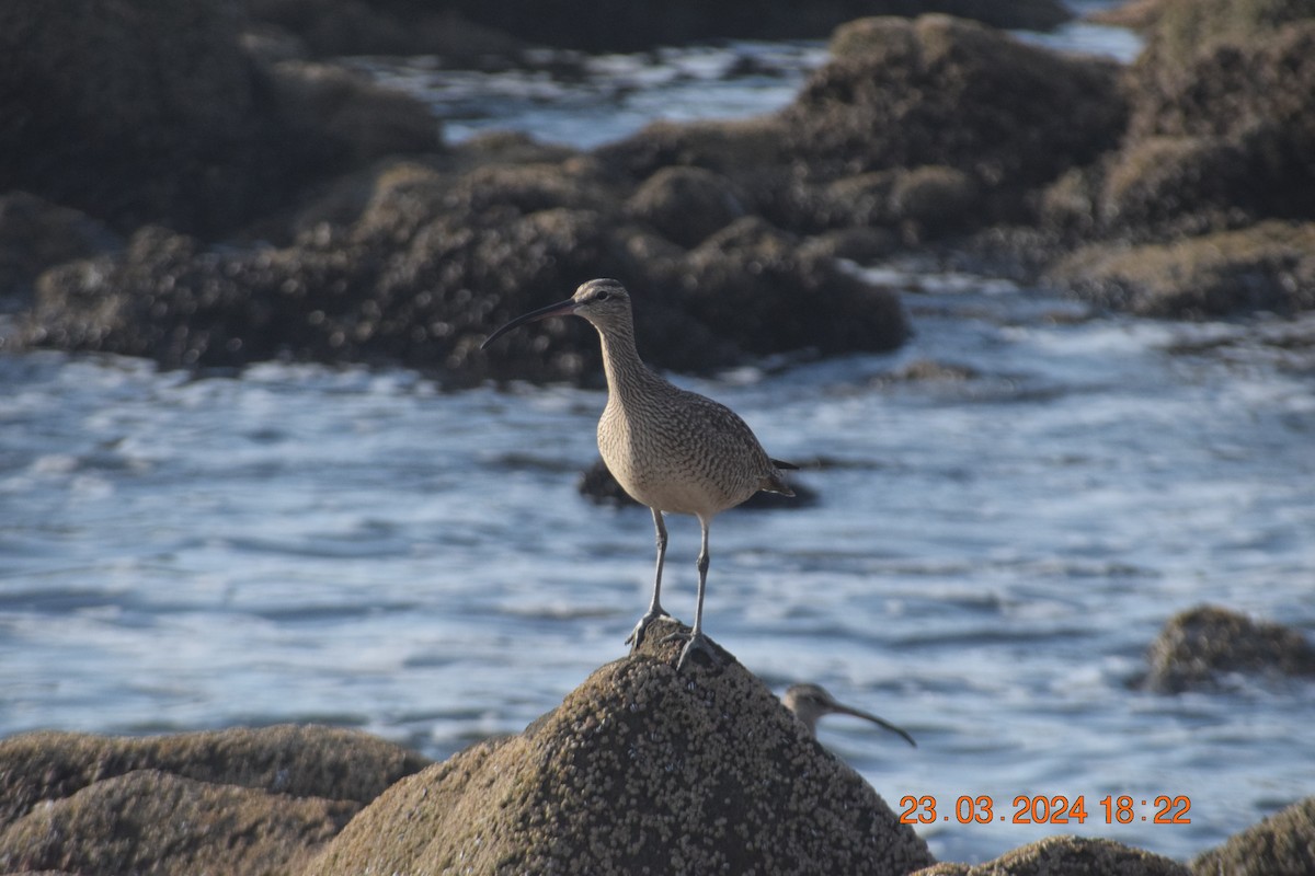 Whimbrel - ML616397640