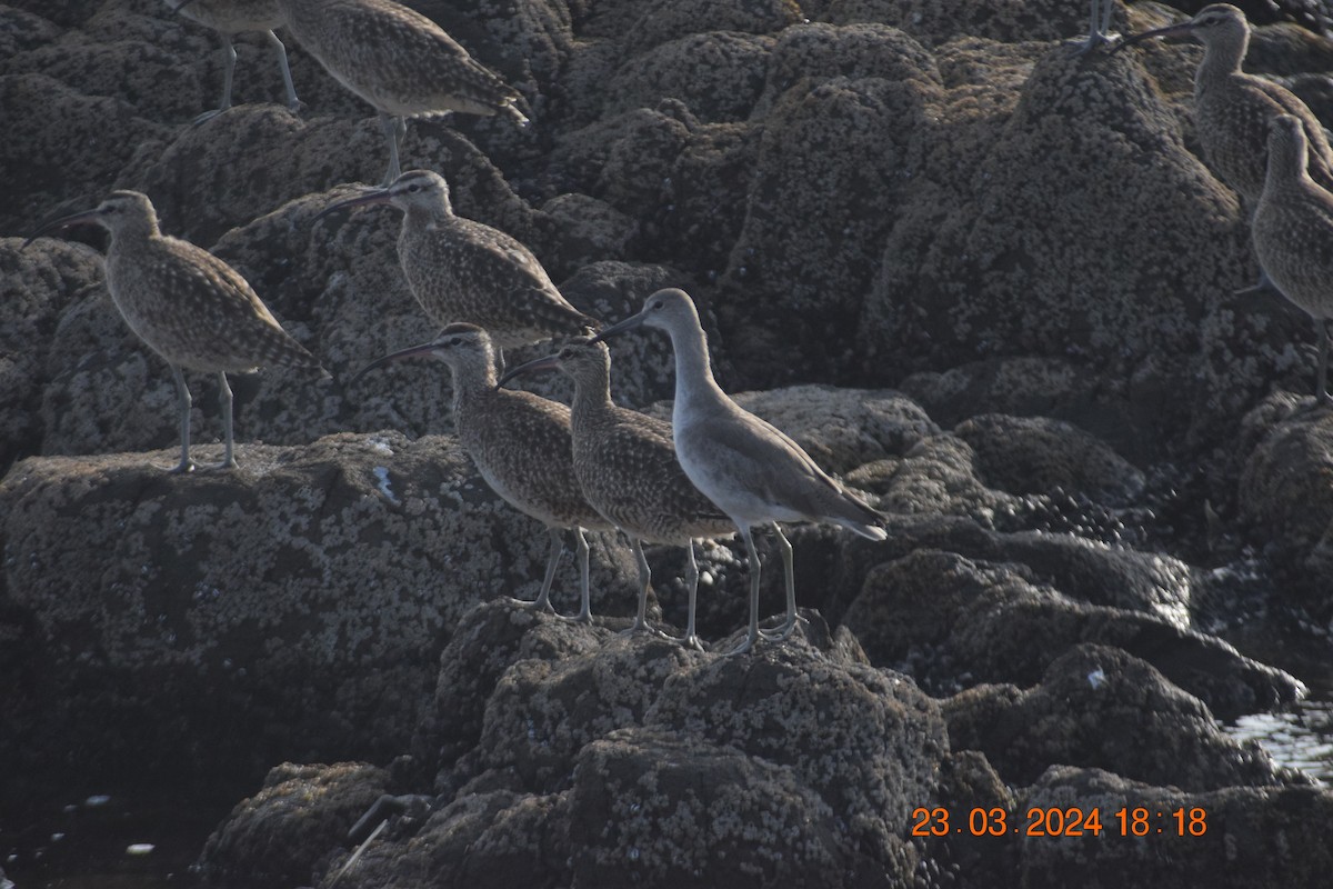 Whimbrel - ML616397641