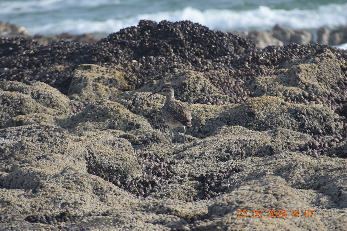 Whimbrel - ML616397648