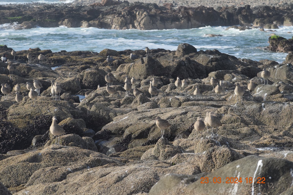 Whimbrel - Reynaldo Valdivia Reyes