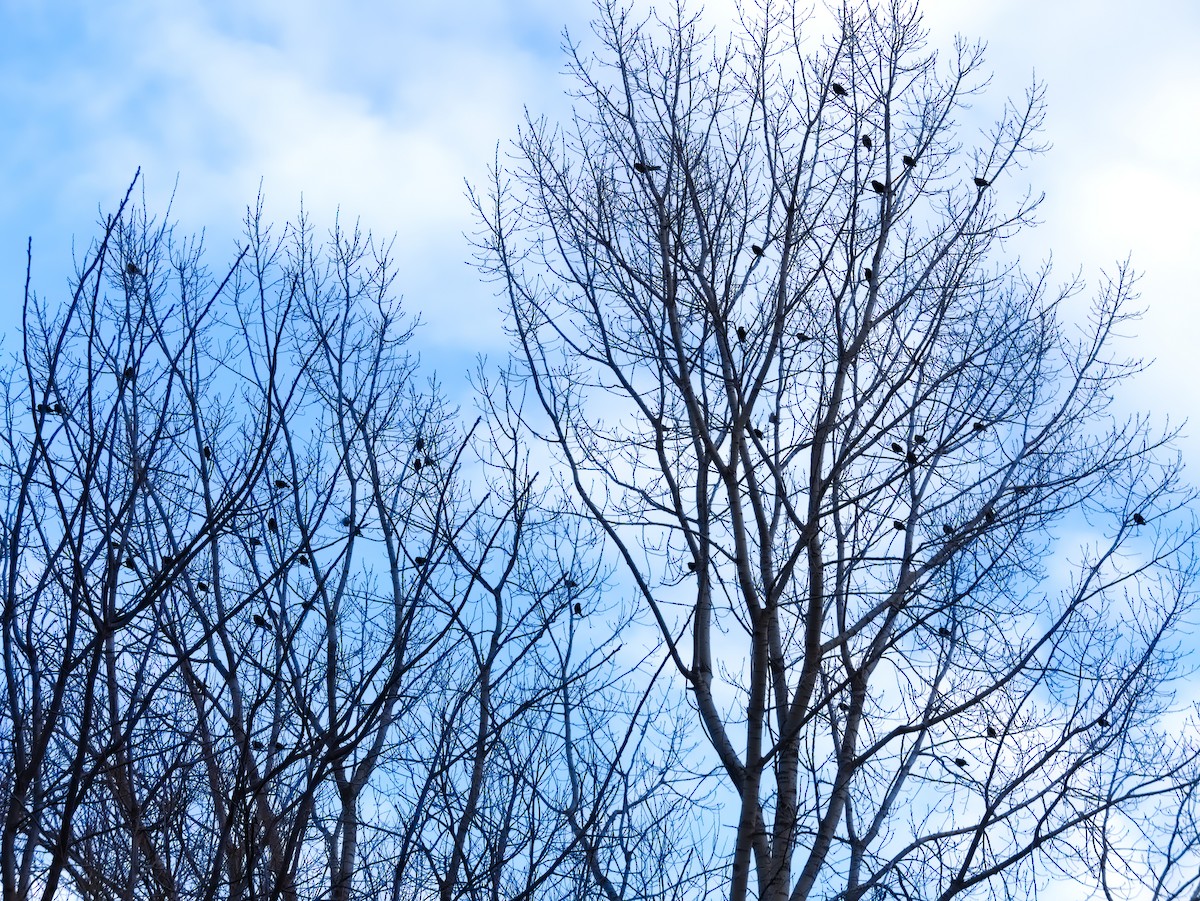 Common Grackle - ML616397684