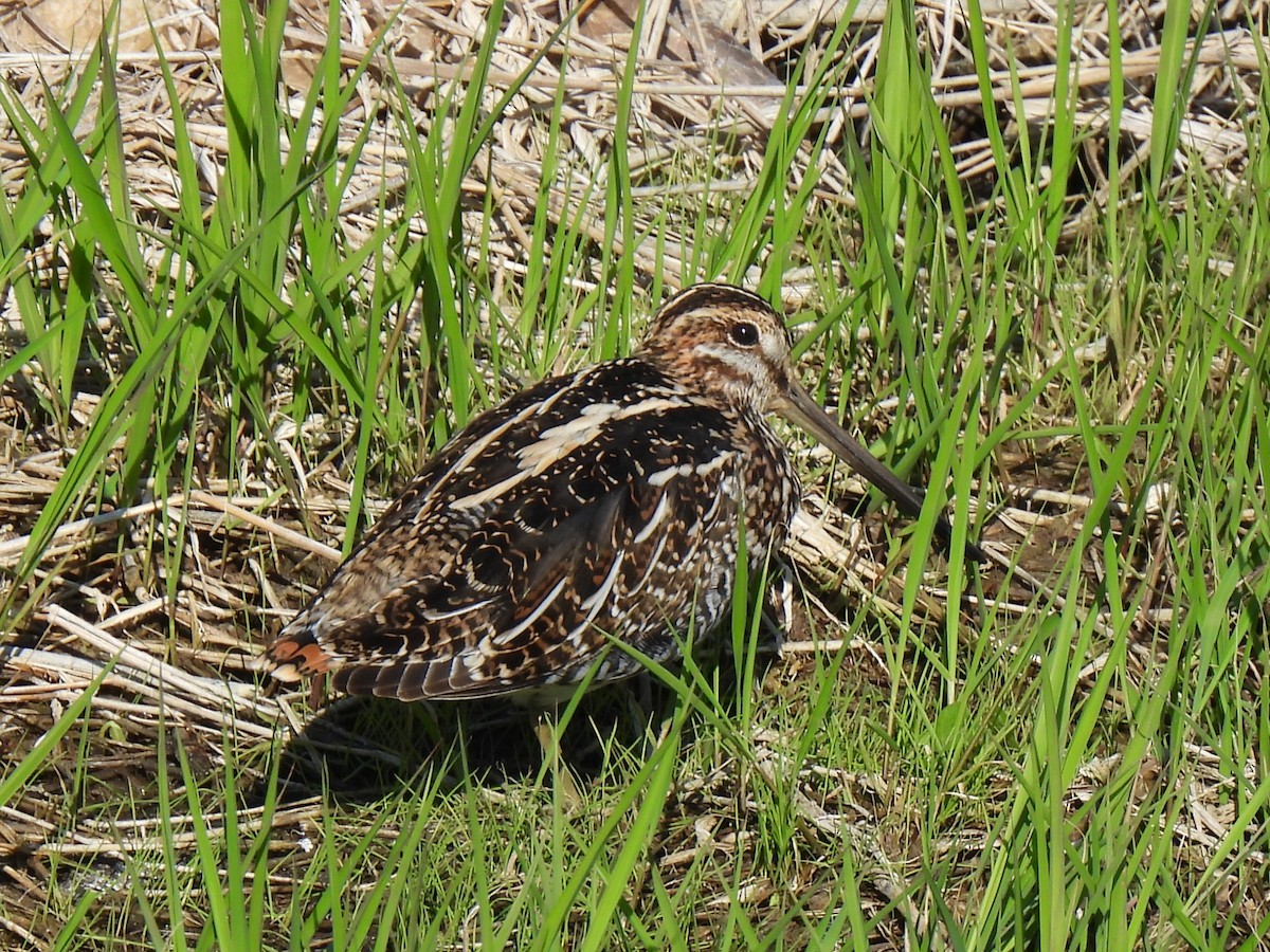 Wilson's Snipe - ML616397698