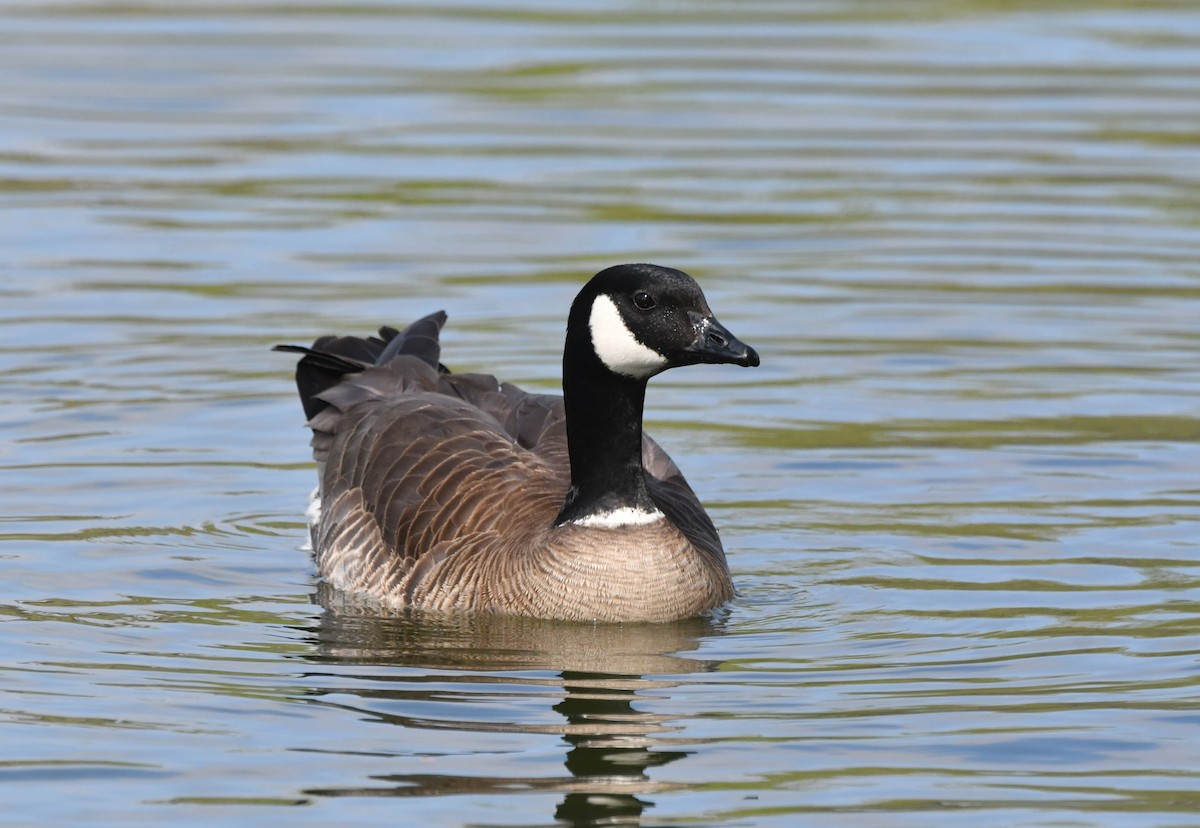 Cackling Goose - ML616397702