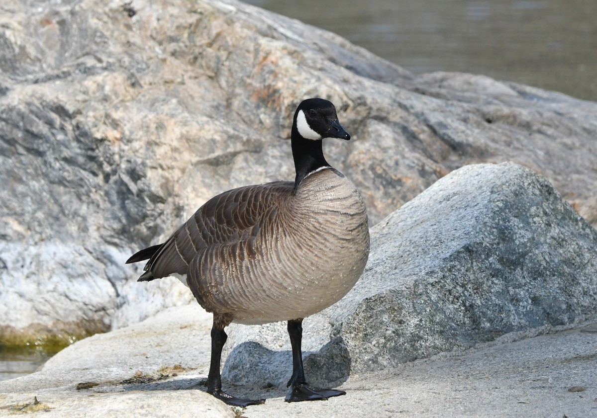 Cackling Goose - ML616397717