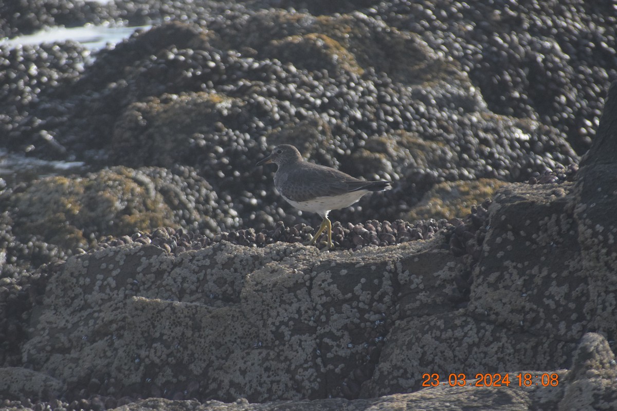 Surfbird - ML616397736