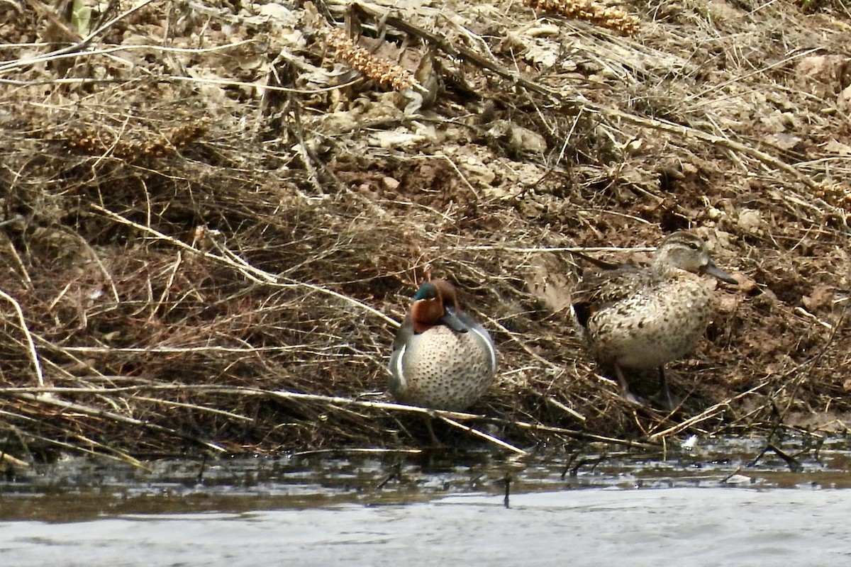 Green-winged Teal - ML616397744