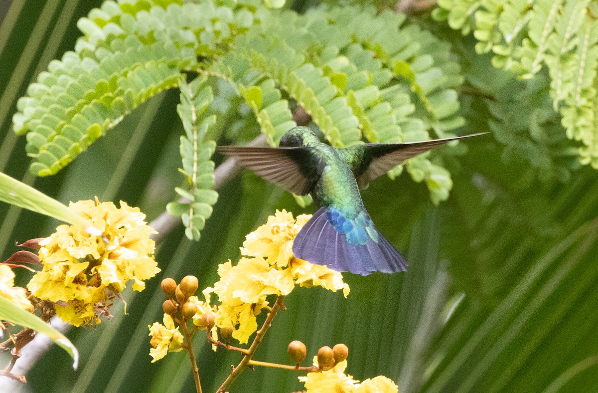 Green-throated Carib - Nick Ramsey