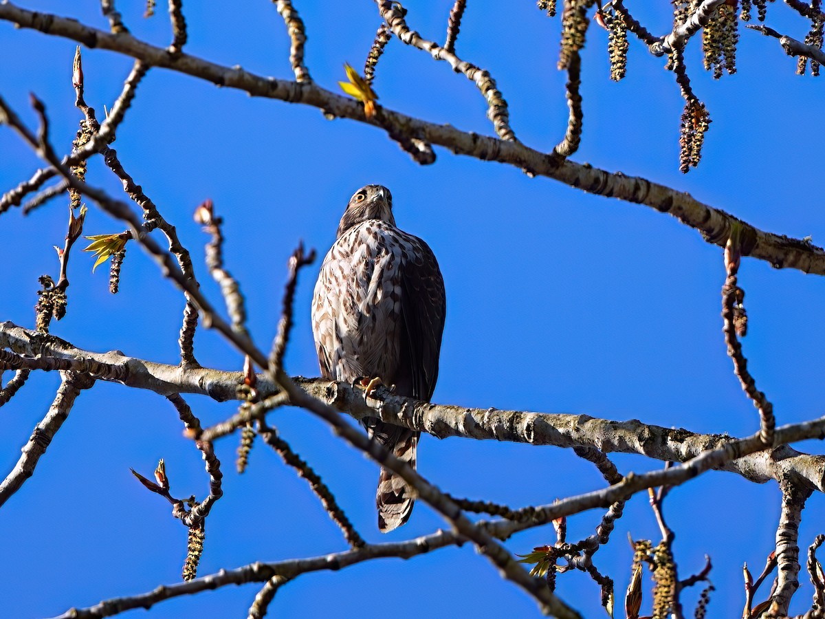 Cooper's Hawk - ML616397757