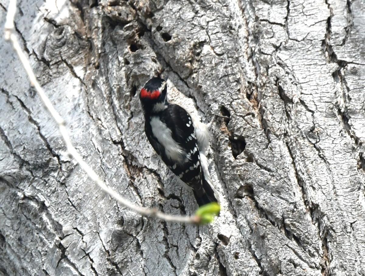 Downy Woodpecker - Laura Hill