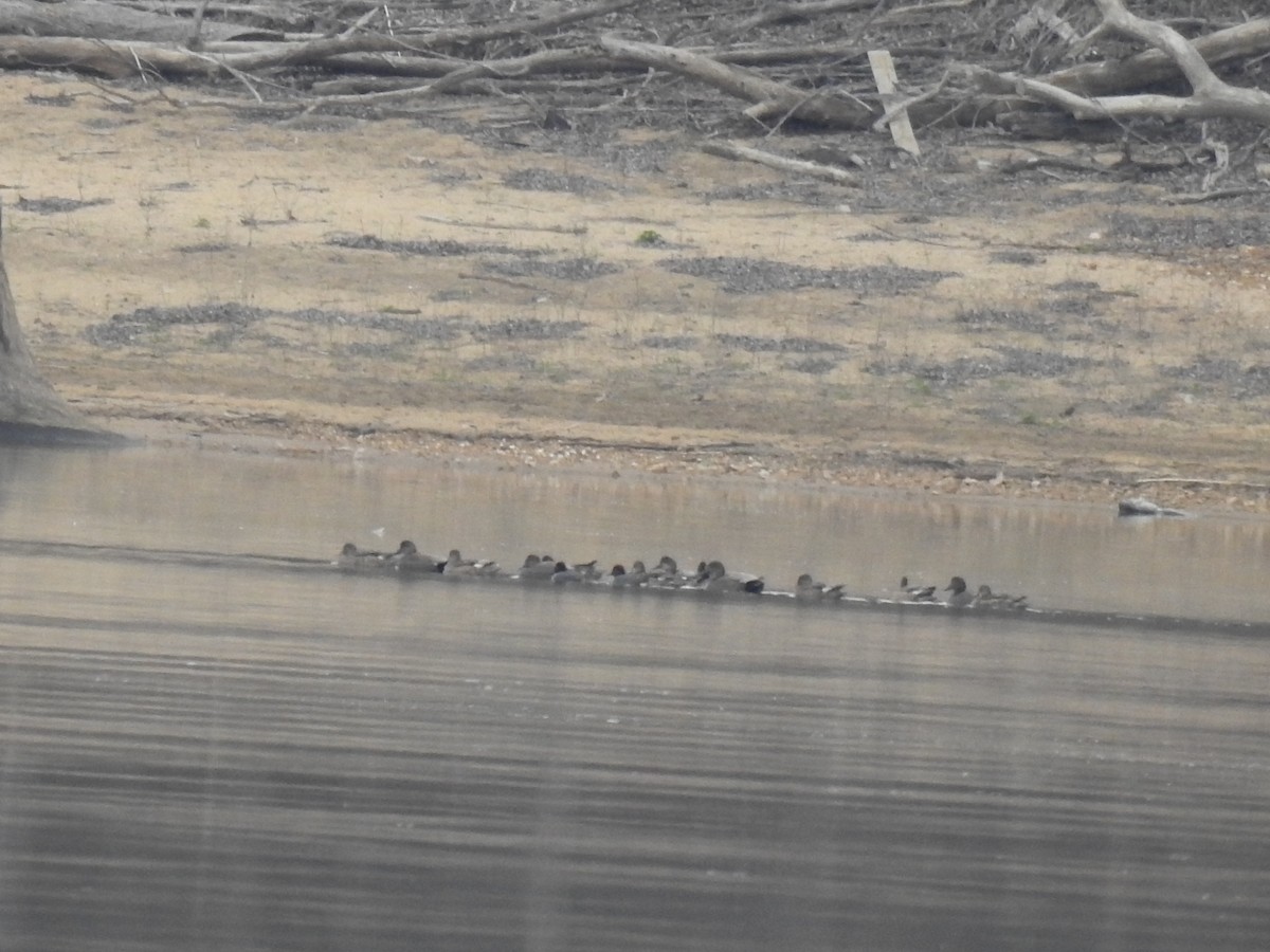 Gadwall - James Bolte