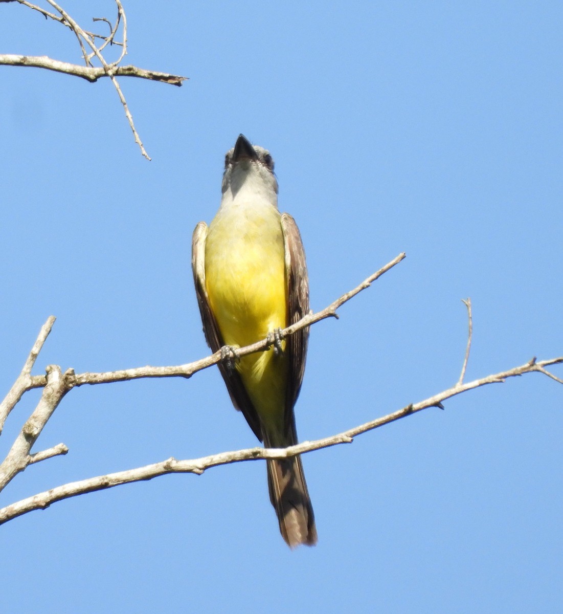 Tropical Kingbird - ML616397810