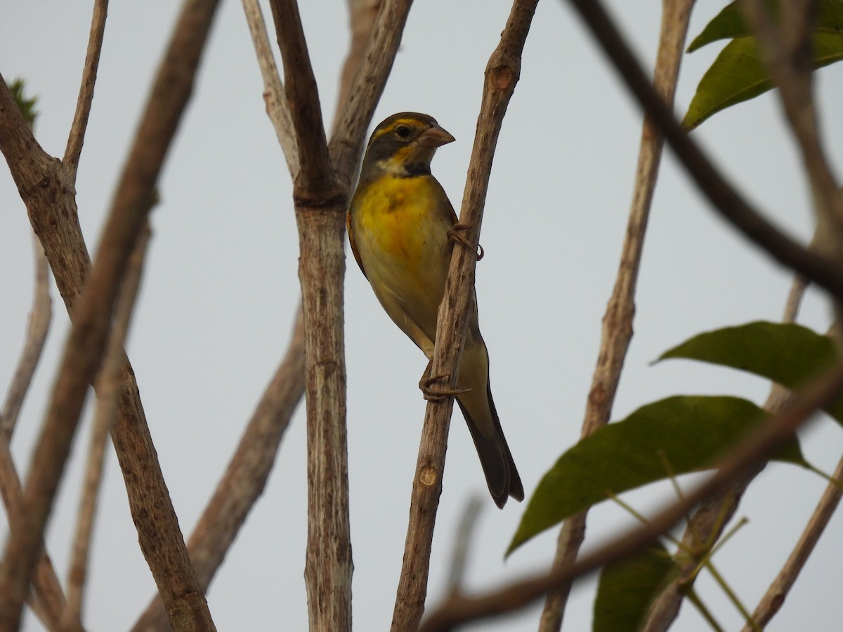 Dickcissel d'Amérique - ML616397817