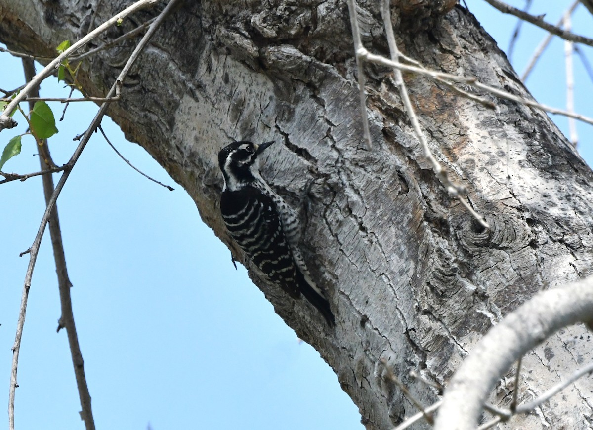 Nuttall's Woodpecker - ML616397830