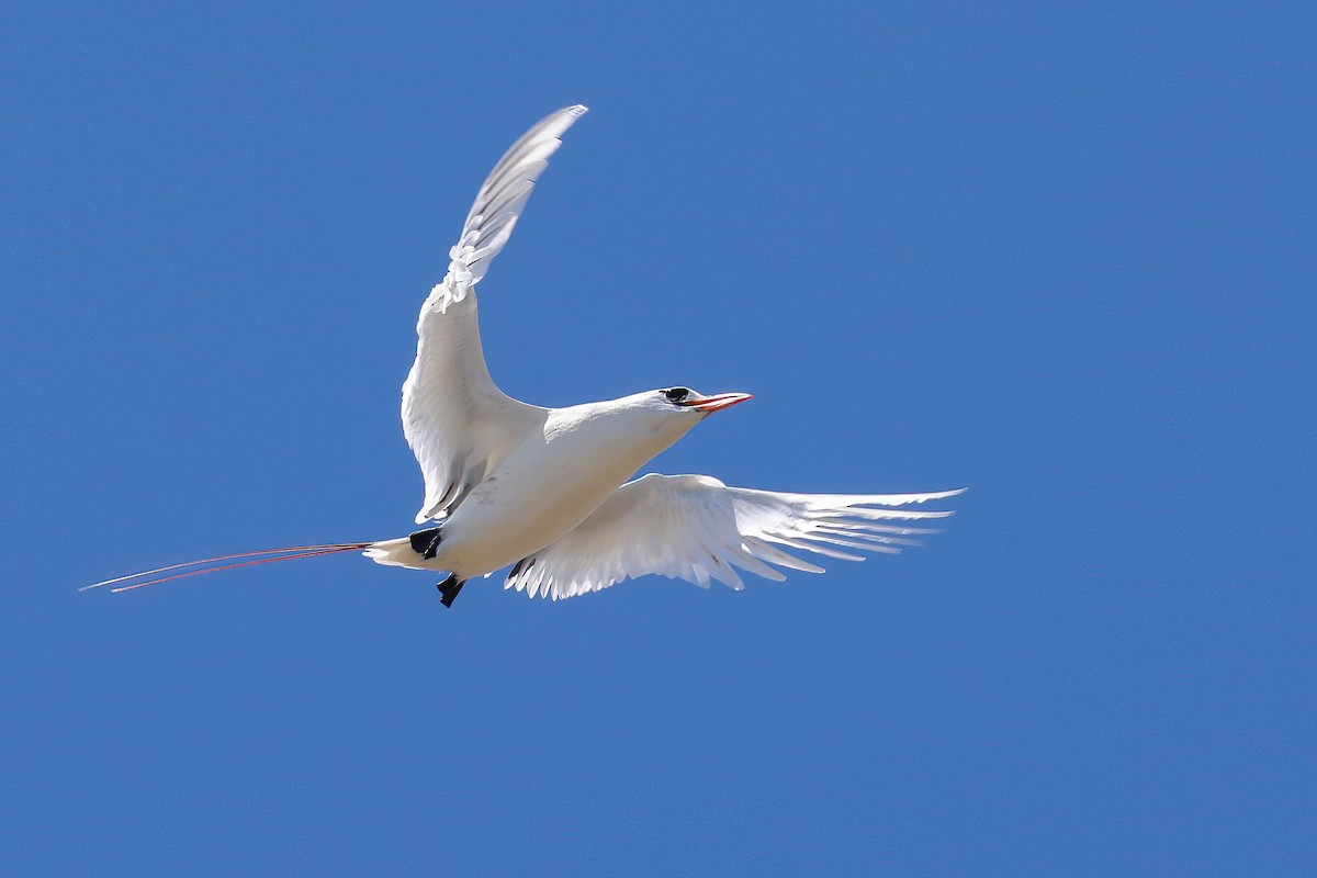 Red-tailed Tropicbird - ML616397873