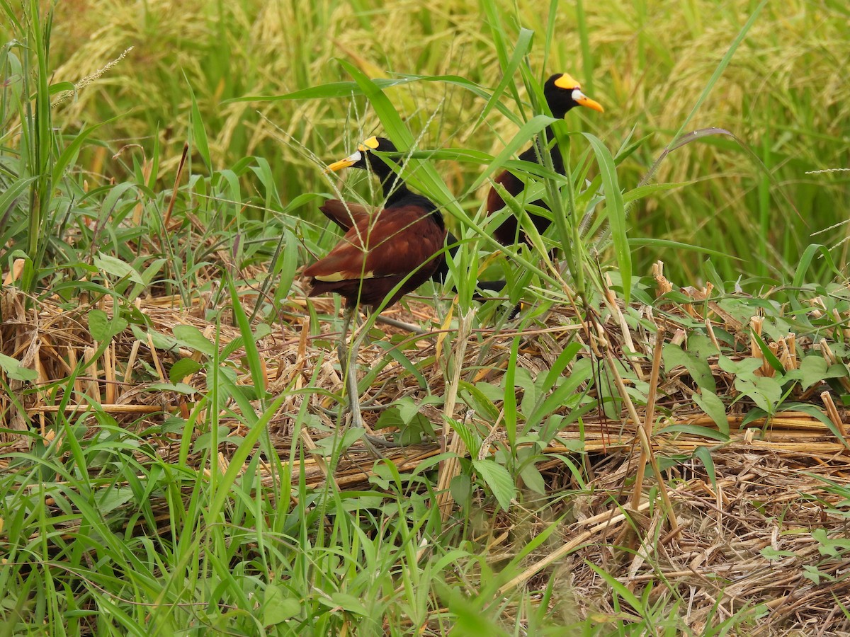 Northern Jacana - ML616397883