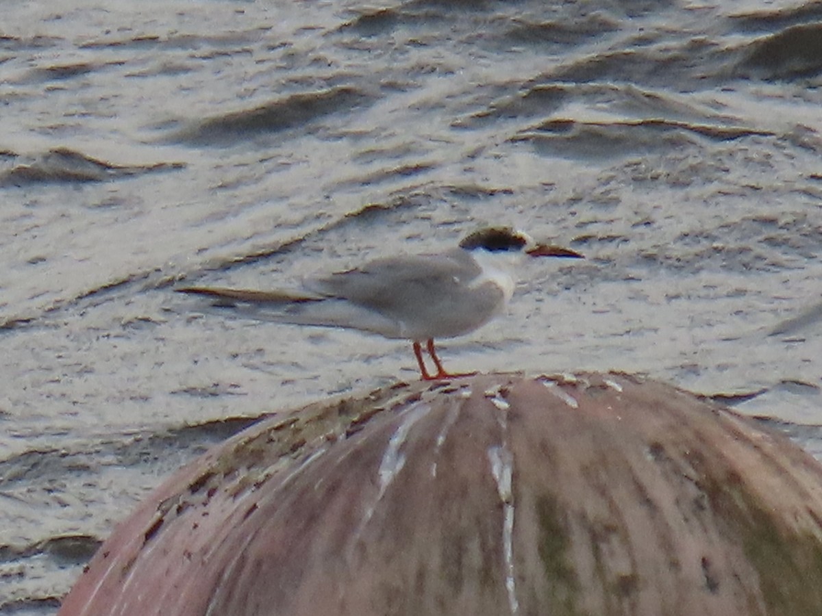 Forster's Tern - ML616397892