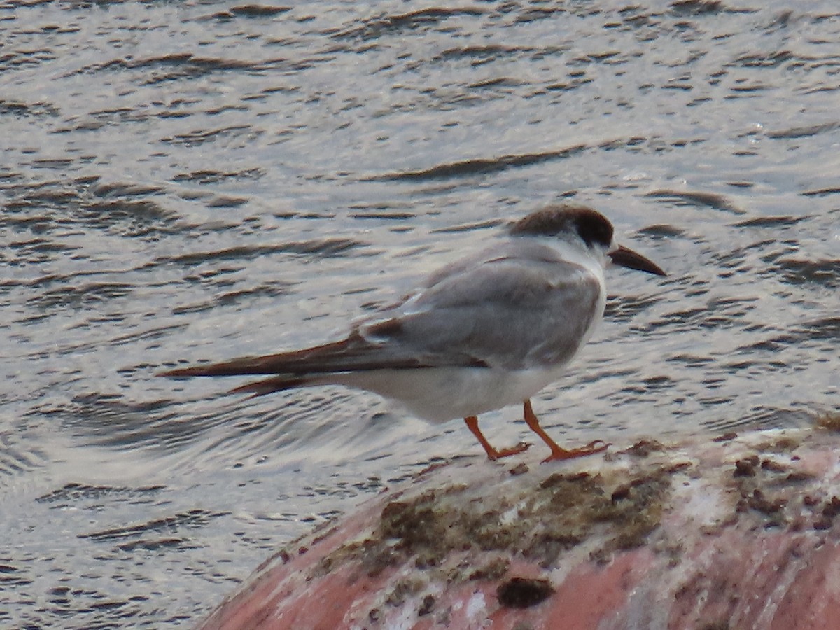 Forster's Tern - ML616397893