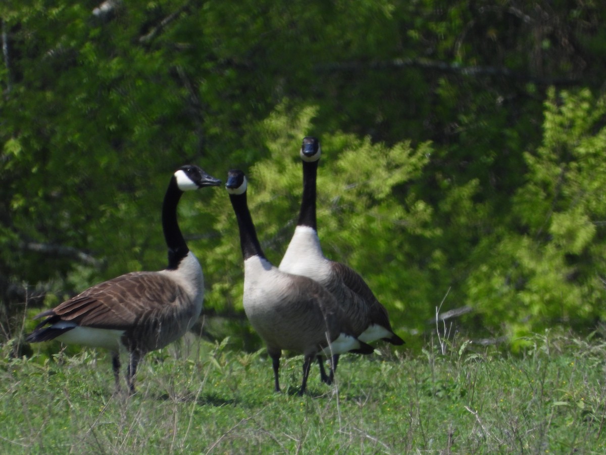 Canada Goose - Lesha Roberts