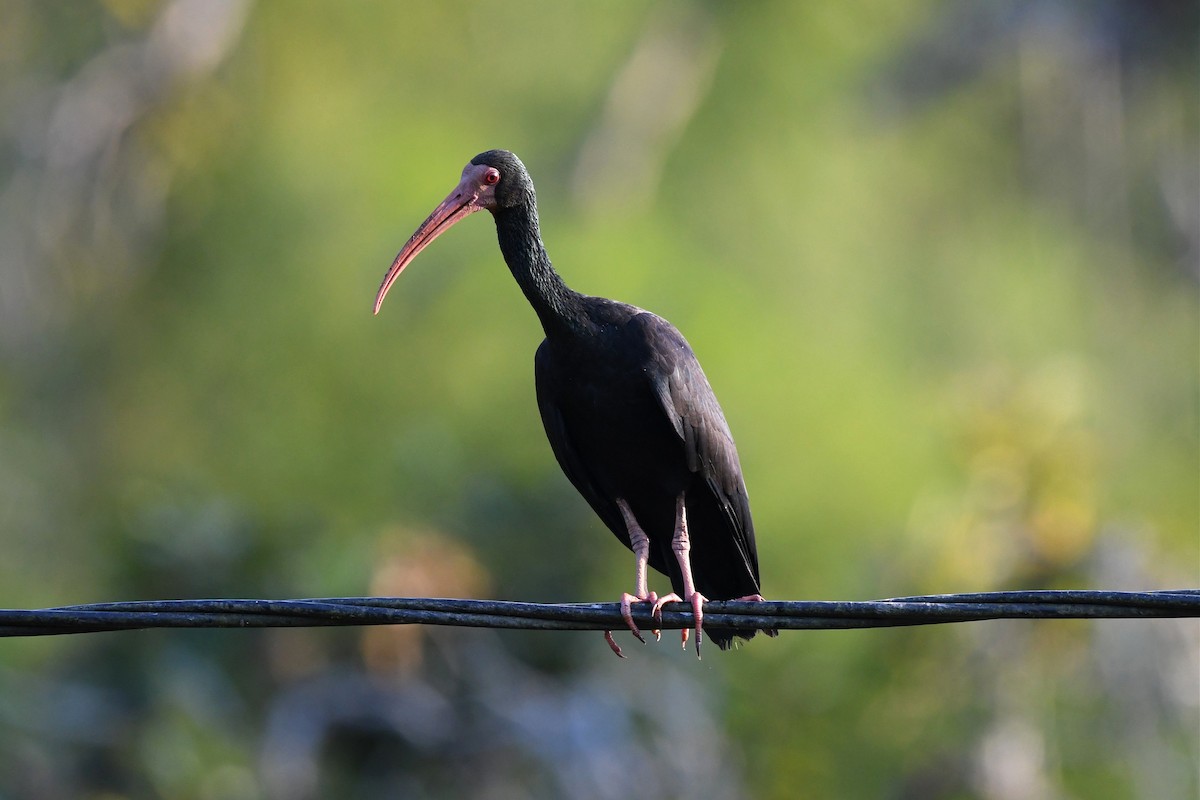 Bare-faced Ibis - Jerry Chen