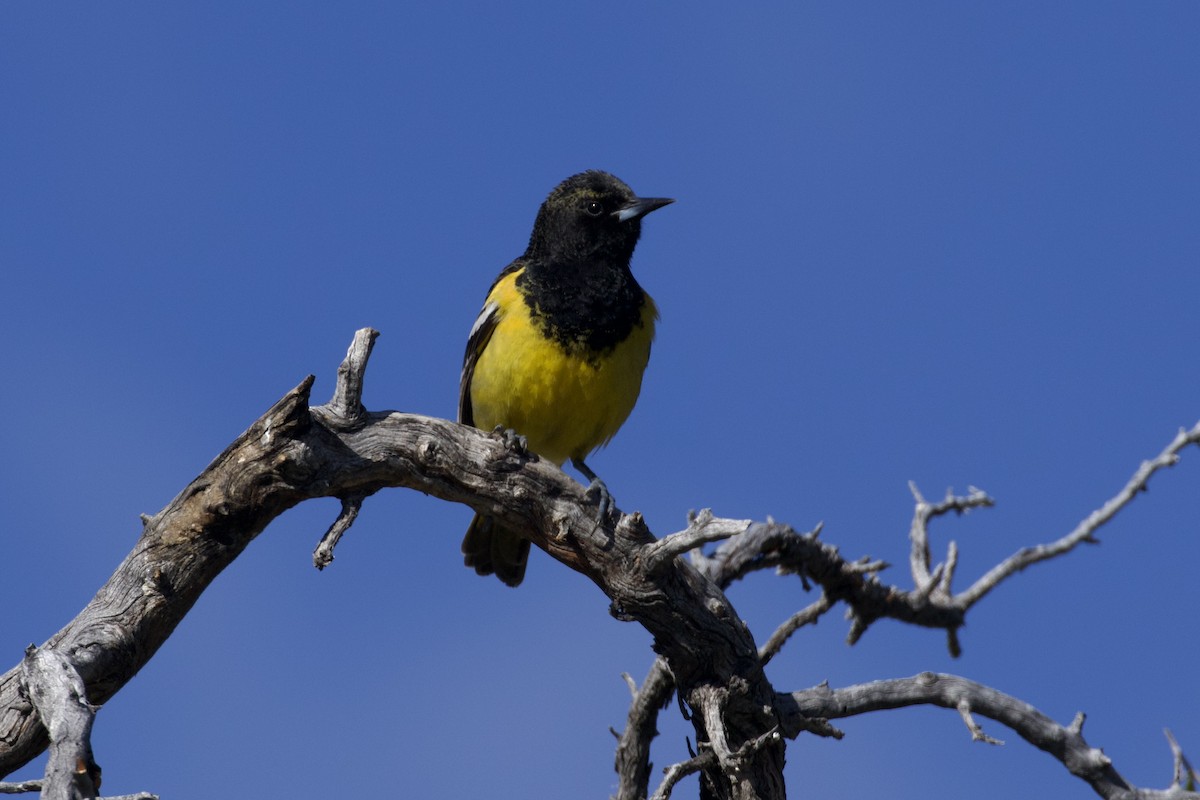 Scott's Oriole - Nicole Desnoyers