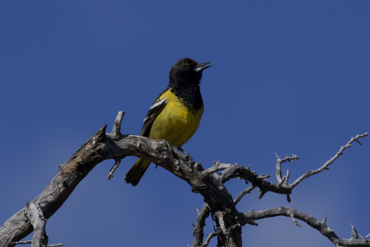 Oriole jaune-verdâtre - ML616397971