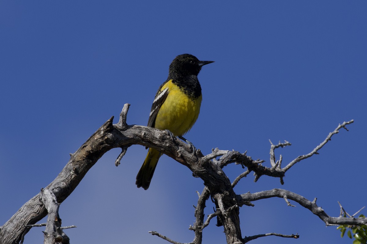 Oriole jaune-verdâtre - ML616397972