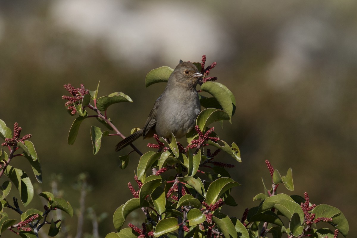 California Towhee - ML616397985