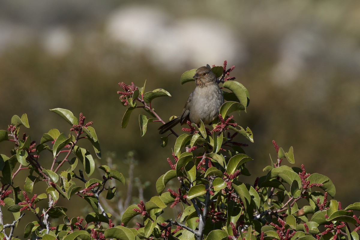 California Towhee - ML616397986