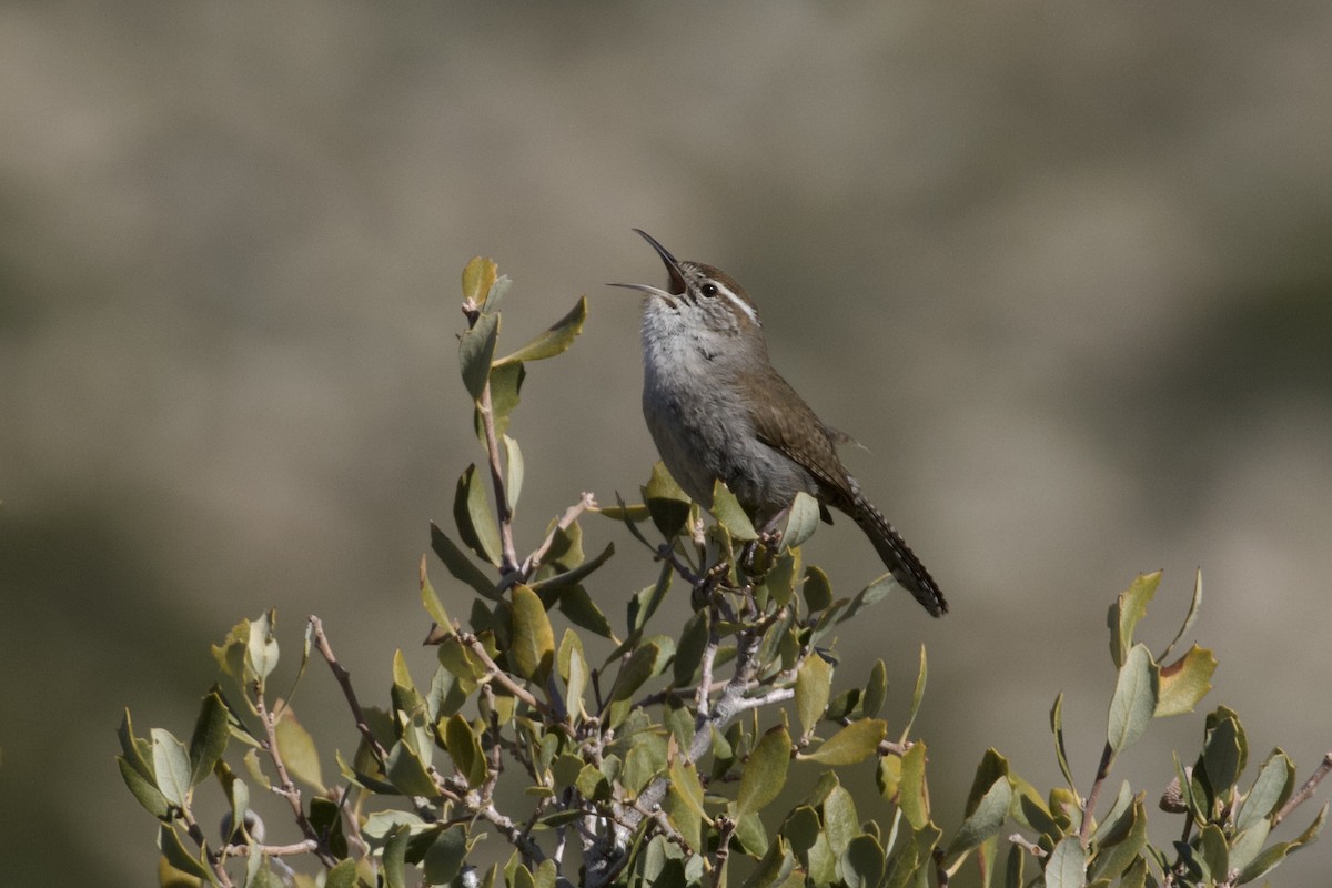 Bewick's Wren - ML616397992