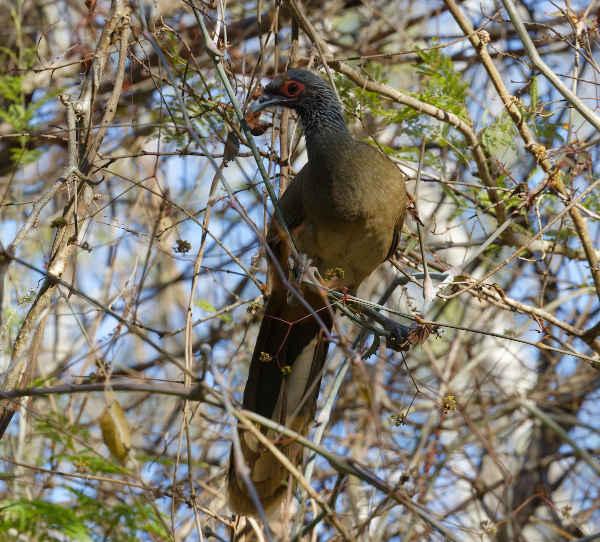 West Mexican Chachalaca - ML616397996