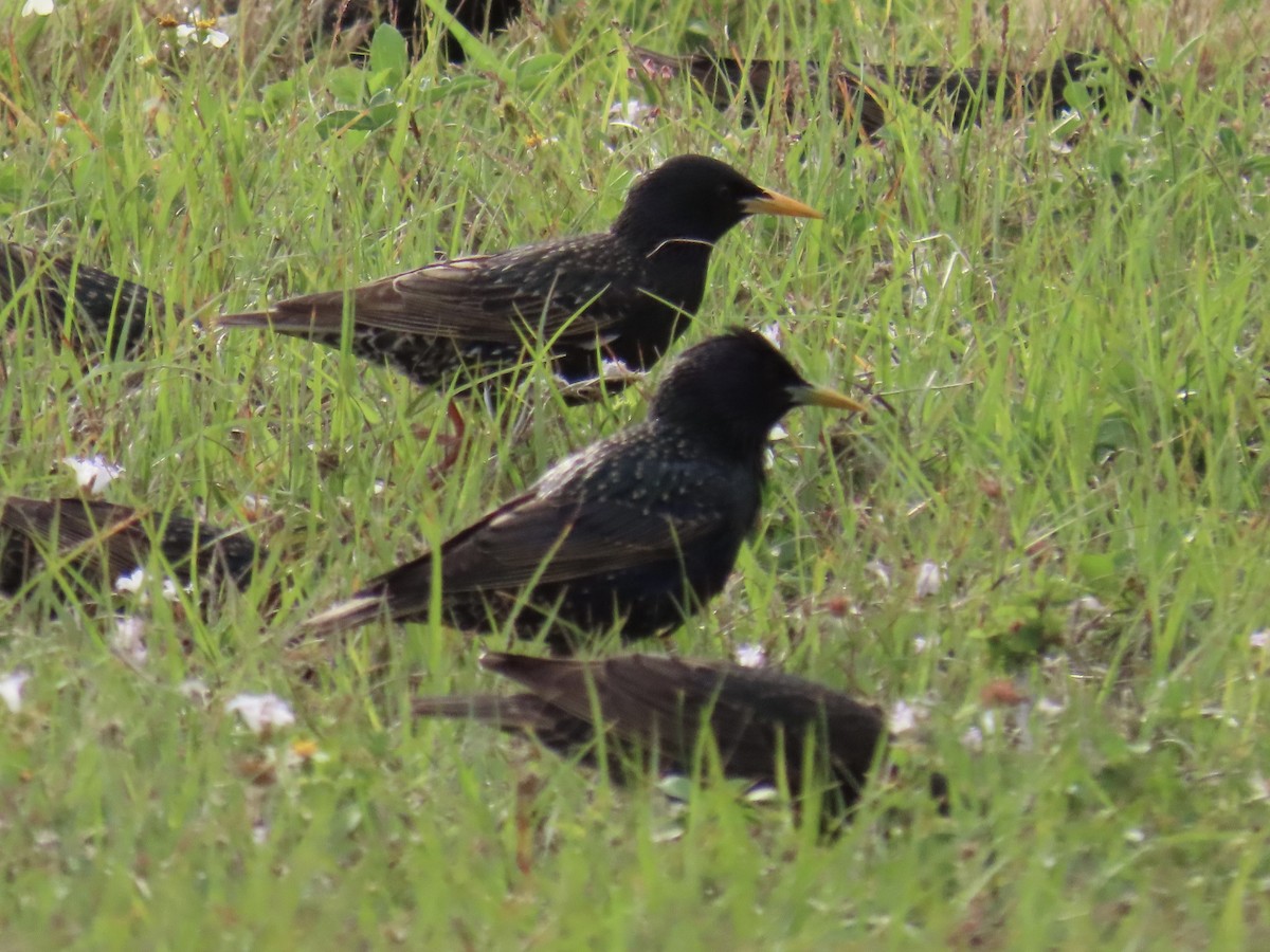 European Starling - ML616398041