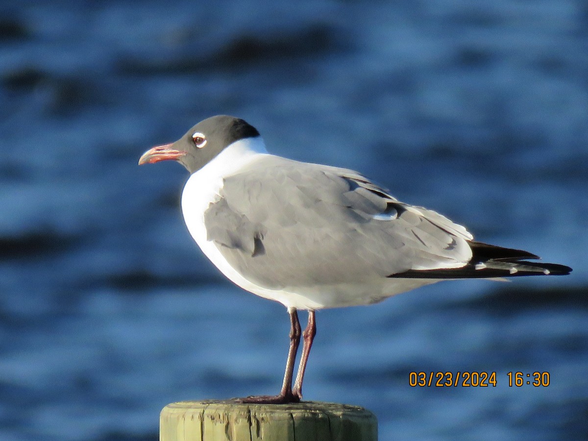 Laughing Gull - Barb Schilling