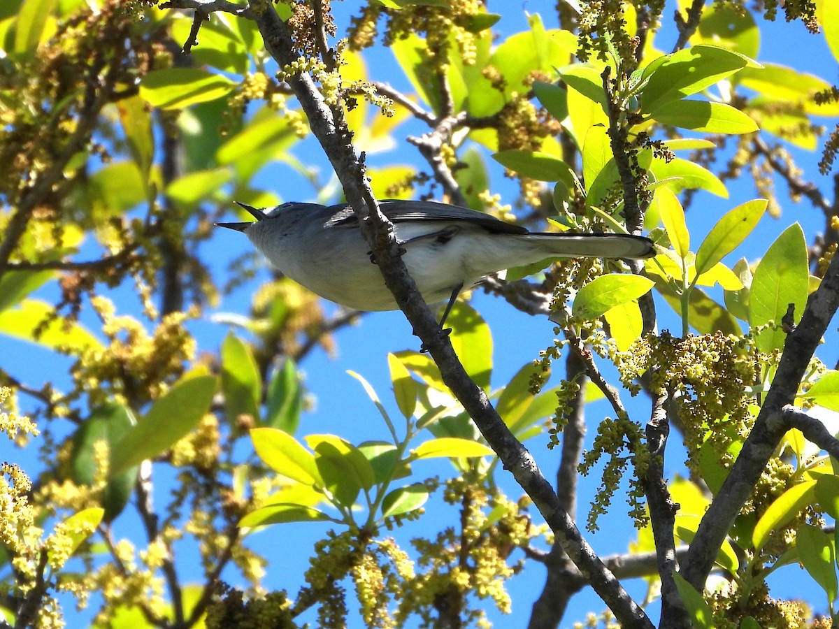 Blue-gray Gnatcatcher - ML616398063