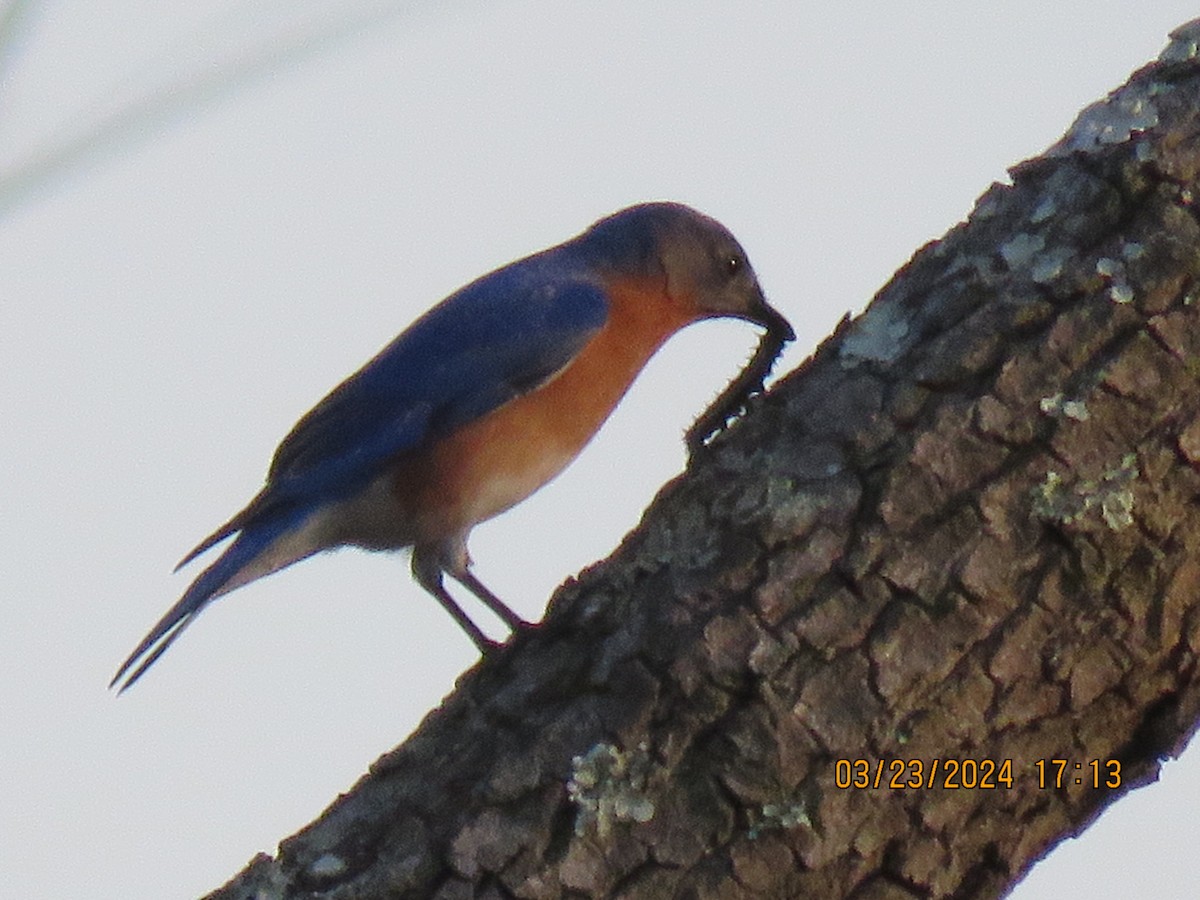 Eastern Bluebird - Barb Schilling