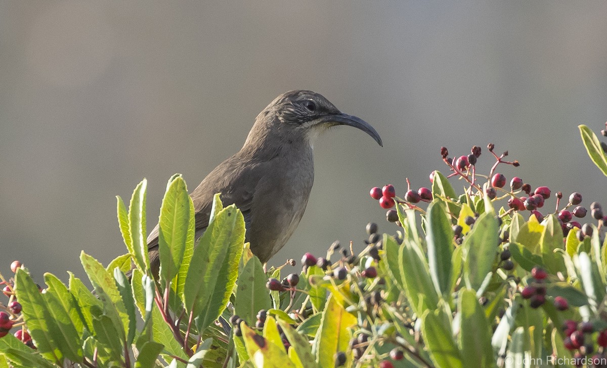 California Thrasher - John Richardson