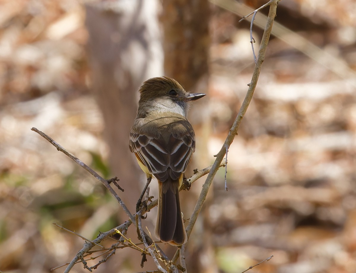 Brown-crested Flycatcher - Brandon Best