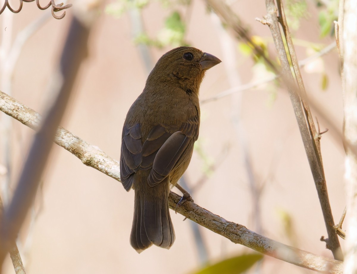 Blue Bunting - Brandon Best