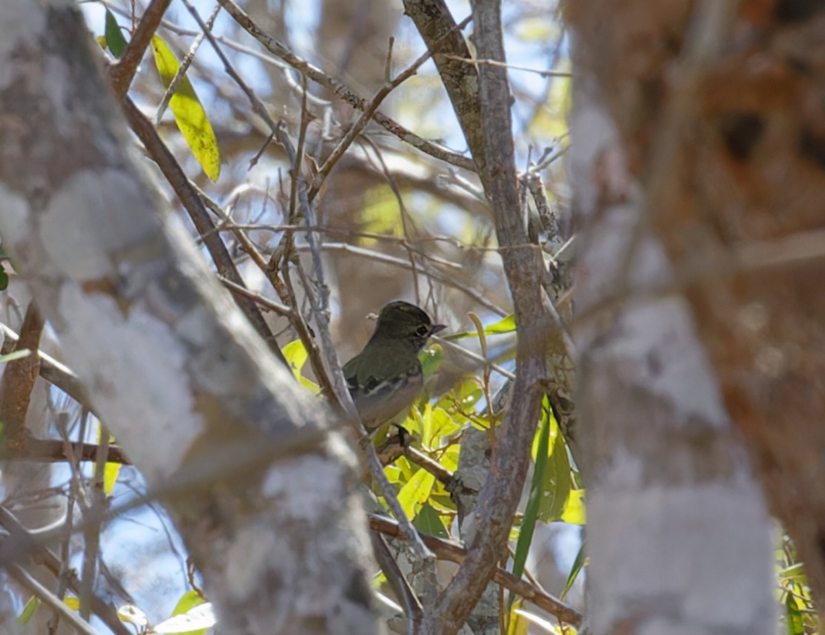 Flammulated Flycatcher - ML616398209