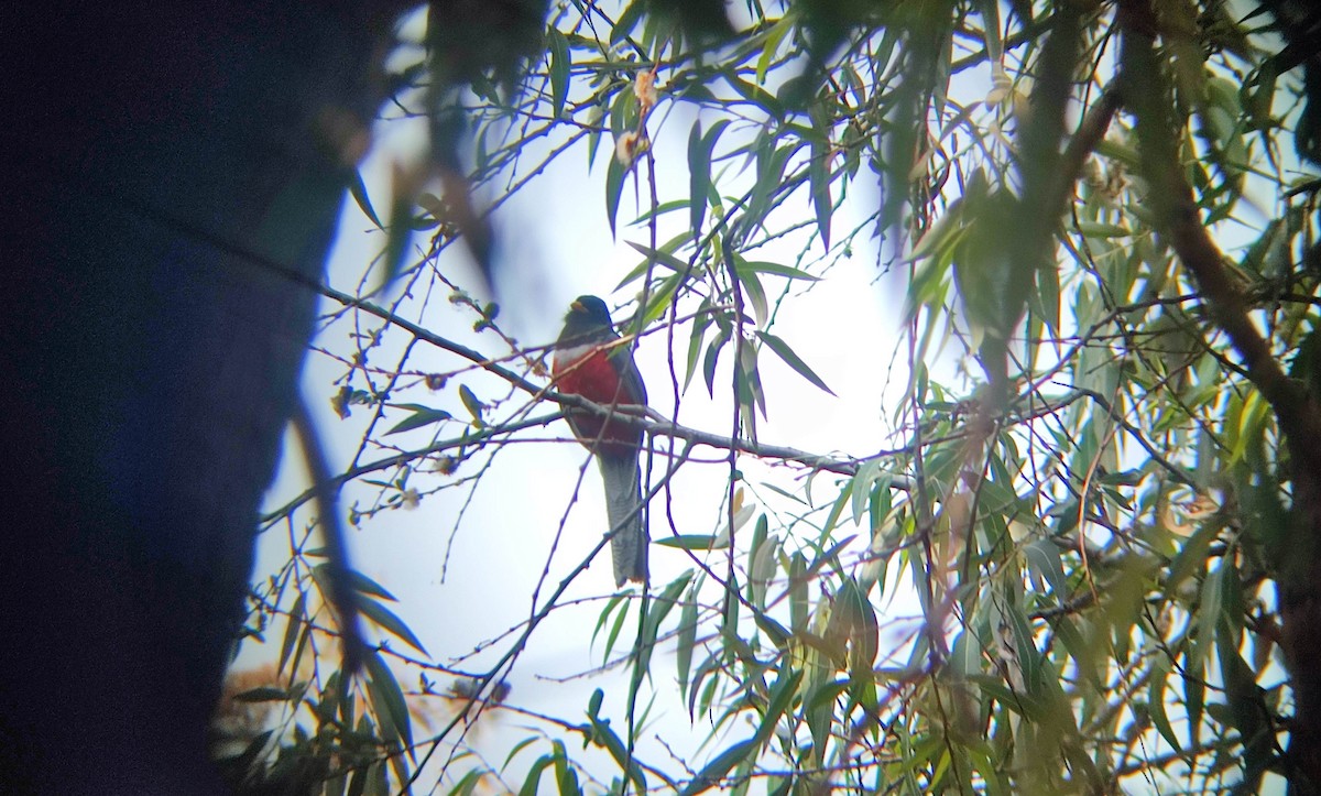 Elegant Trogon - Anuar López