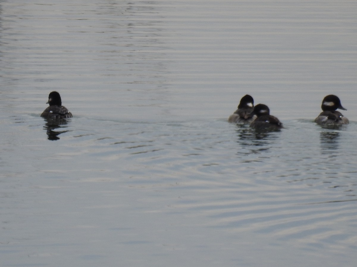 Bufflehead - James Bolte