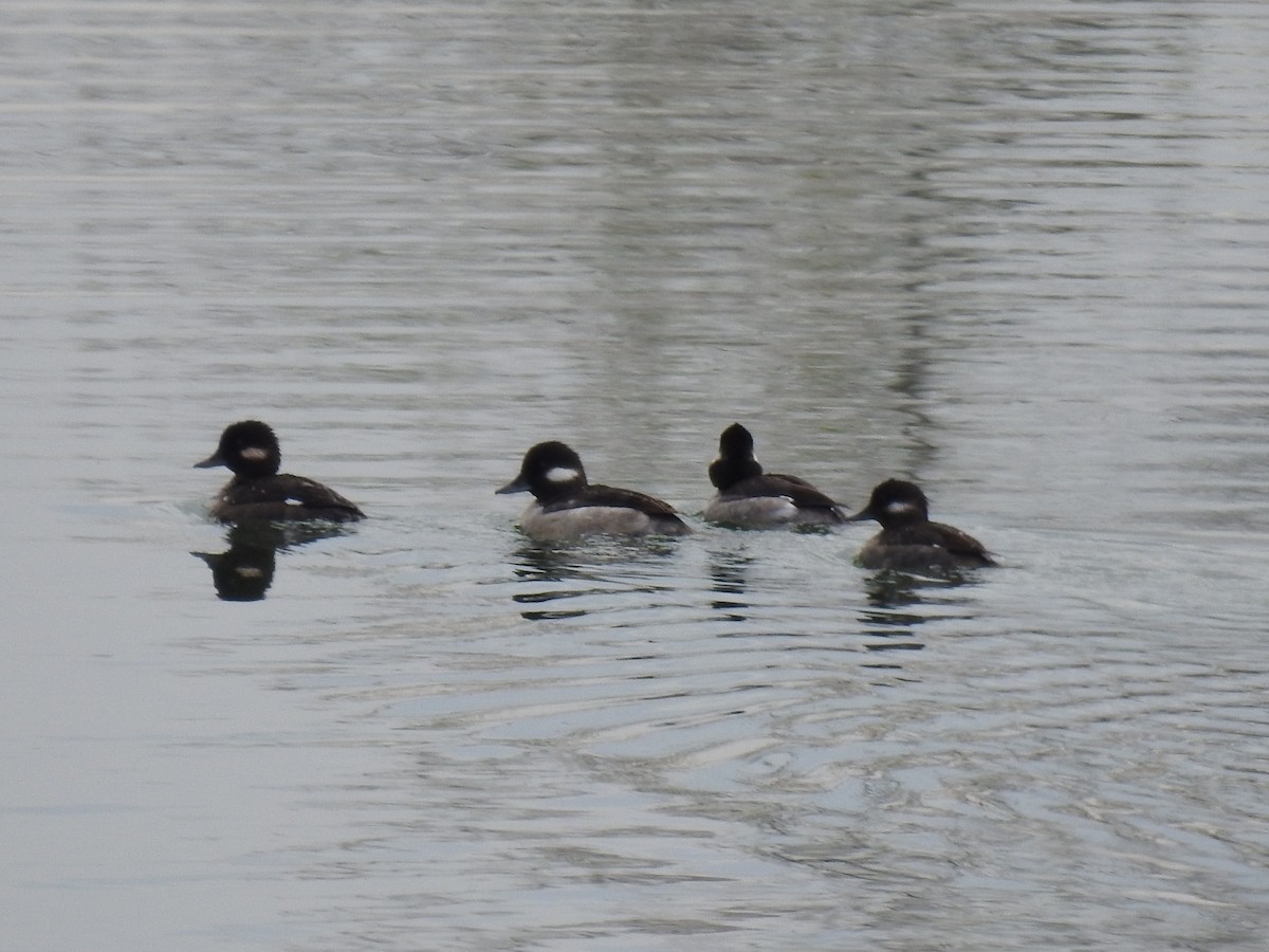 Bufflehead - James Bolte