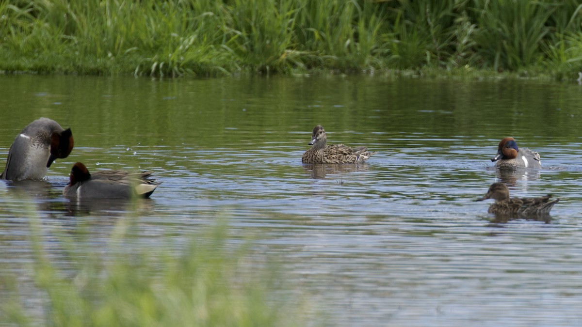 Green-winged Teal - ML616398288