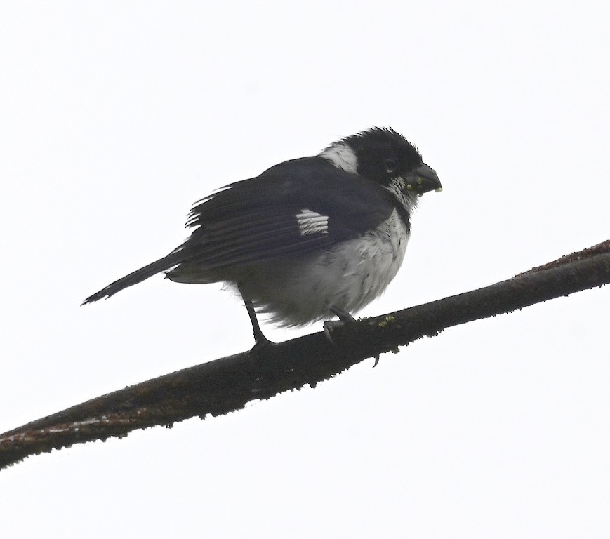 Variable Seedeater - ML616398352