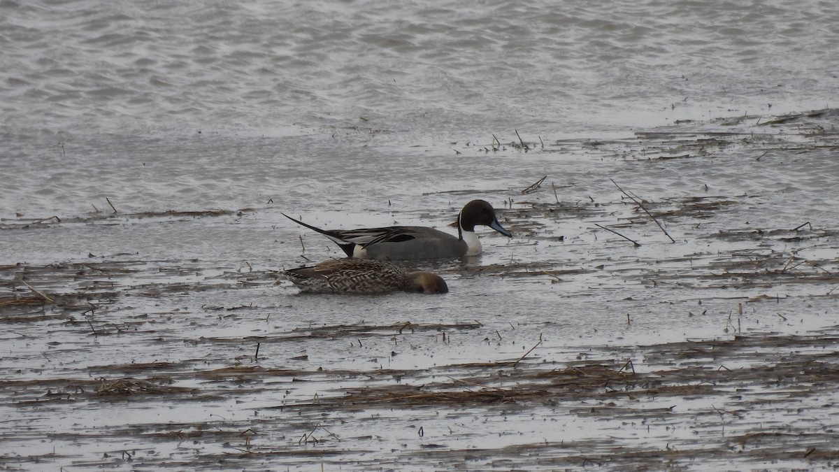 Northern Pintail - ML616398393